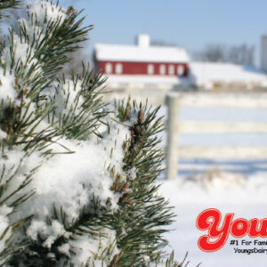 Young's Gift Cards - Christmas Tree Design