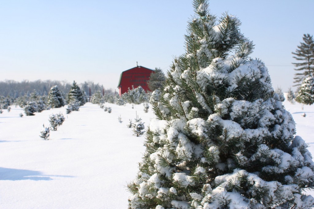 Cut your own Christmas Trees is a great family tradition starting just after Thanksgiving. Choose and cut your tree from our 30 acre farm or select a freshly cut tree. Make your reservation now!