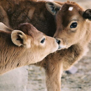 jersey-cows-kissing
