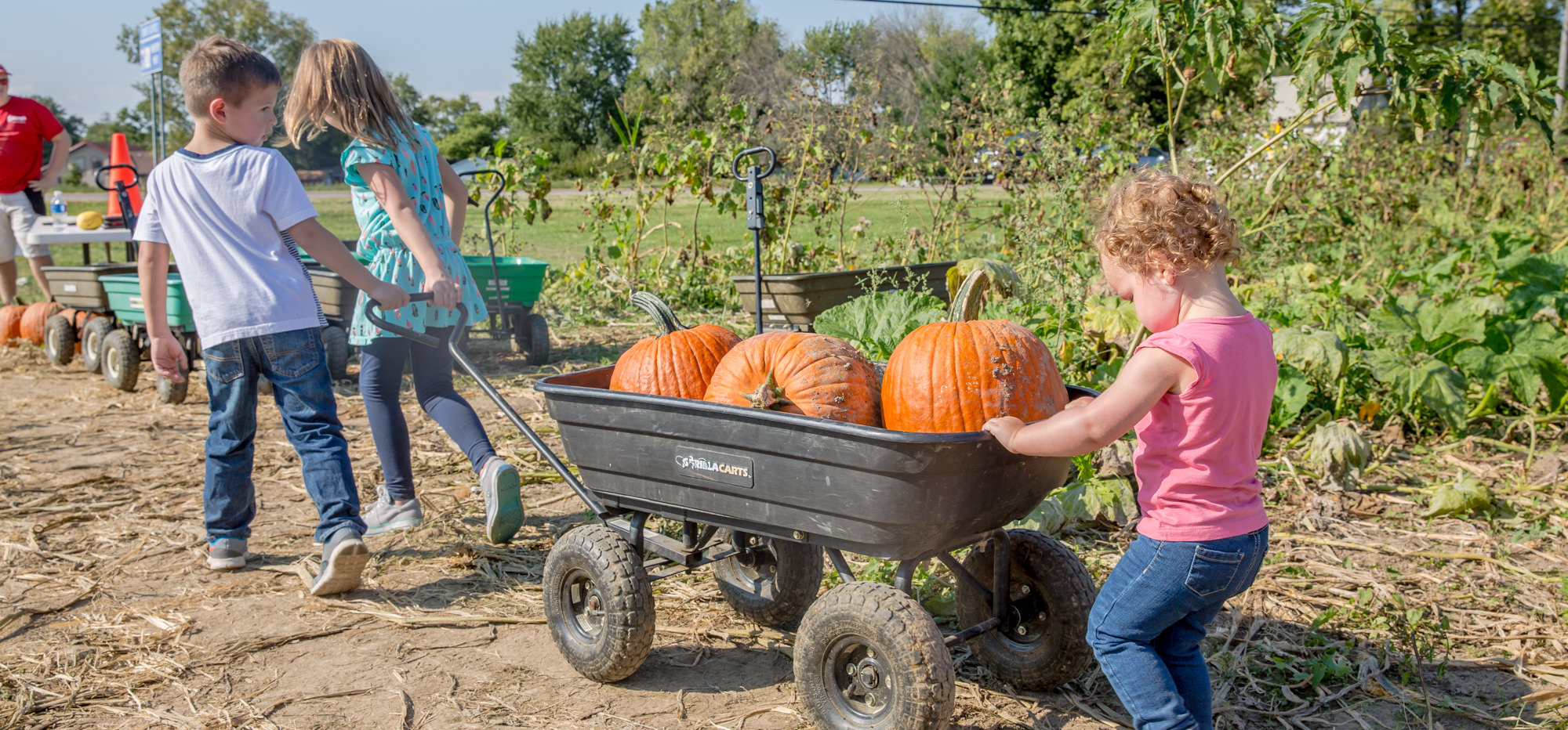 Sept 21st - Oct 27th, 2024 - Open daily 11am to 6pm
We have acres of pumpkin fun to enjoy as you find your perfect pumpkin.  Young’s has grown and sold pumpkins for decades - and we’re looking forward to a lot of orange in our field this fall!