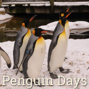 Penguin Days Cinci Zoo