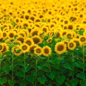 Bright field of sunflowers